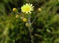 Lavender-Leaved Senecio